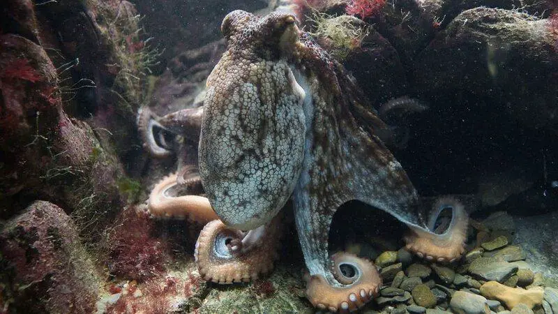 How Octopuses Became the Ocean’s Smartest Invertebrates — 25 Problem-Solving Abilities
