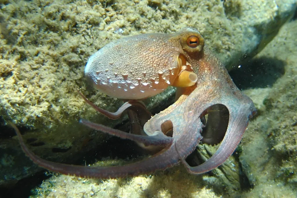 How Octopuses Became the Ocean’s Smartest Invertebrates — 25 Problem-Solving Abilities