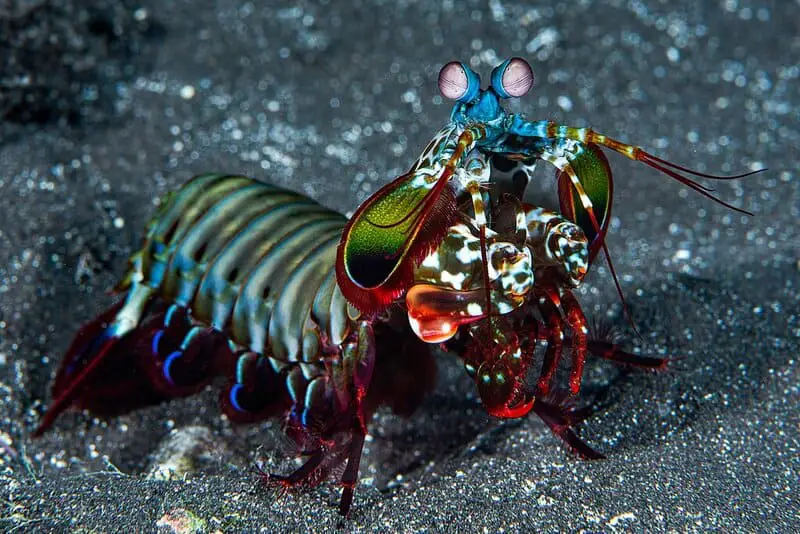 15 Animals That Evolved in the Weirdest Ways