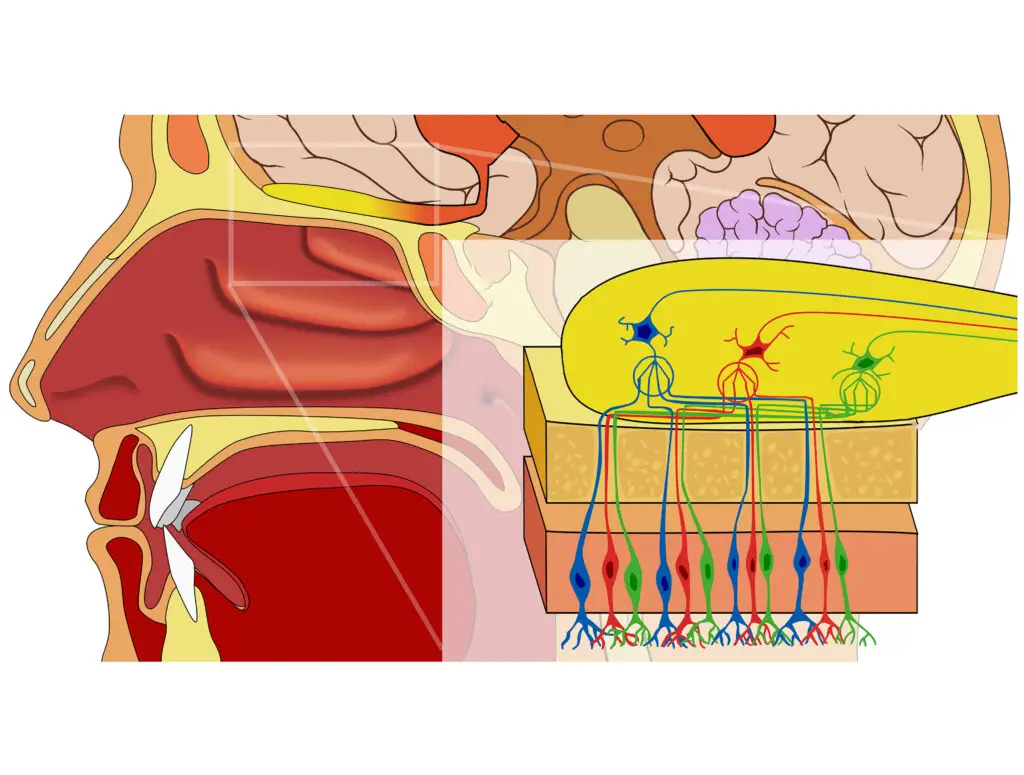 Why Your Sense of Smell Is the Early Warning System for Your Brain