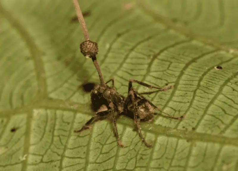 The Zombie Makers: Meet the Parasites That Control Animal Minds