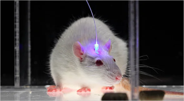 Do Mice Have Hearts of Gold? Studies Show They Can Be “Good Samaritans”