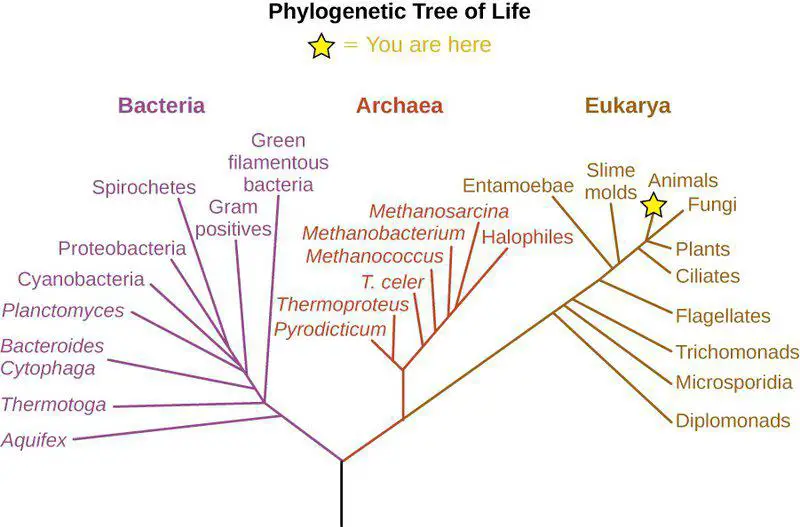 600-Million-Year-Old Body Symmetry Mechanism Found in Sea Anemones
