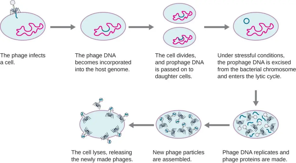The Virus Living in Your Body Right Now That’s Actually Keeping You Alive