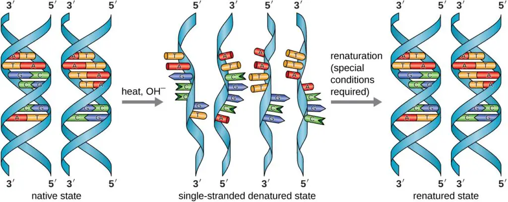 30 Fascinating Insights from Twin Studies: Unraveling the Nature vs. Nurture Debate