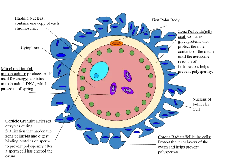 How Long Do Human Cells Actually Live? Your Body Replaces Itself Constantly