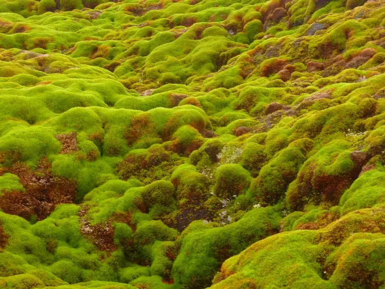 Climate Science Research Reveals Antarctic Greening Signals Rapid Ecosystem Disruption and Climate Tipping Points