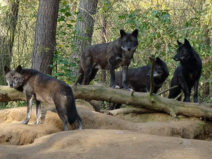 Why Scientists Are Officially Debunking the “Alpha Wolf” Theory—And What It Means for Leadership