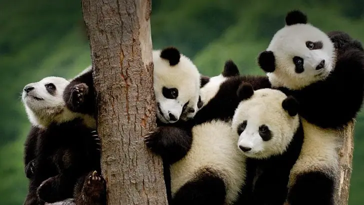 Giant Panda Stem Cells Could Save Endangered Species – Lab-Grown Conservation