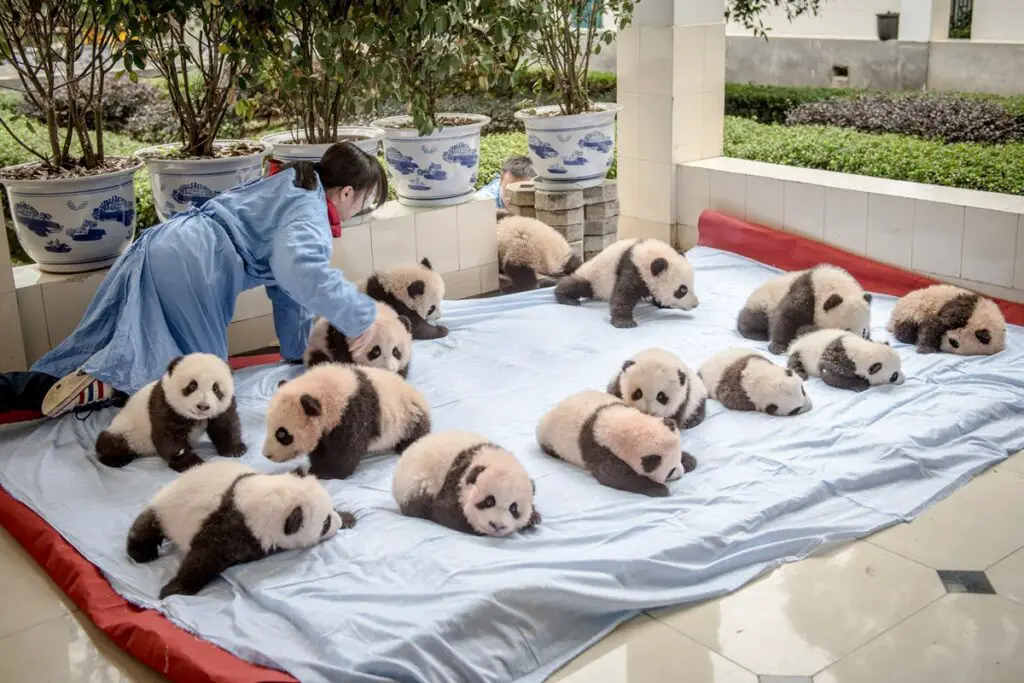 Giant Panda Stem Cells Could Save Endangered Species – Lab-Grown Conservation