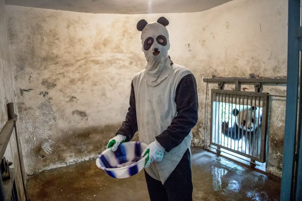 Giant Panda Stem Cells Could Save Endangered Species – Lab-Grown Conservation