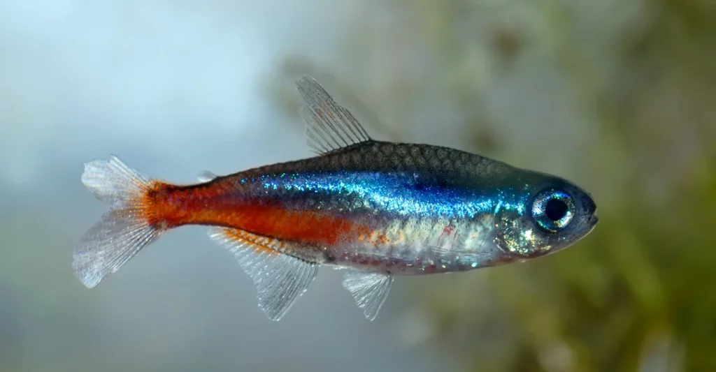 27 New Species Found in Peru’s ‘Human-Dominated’ Rainforest