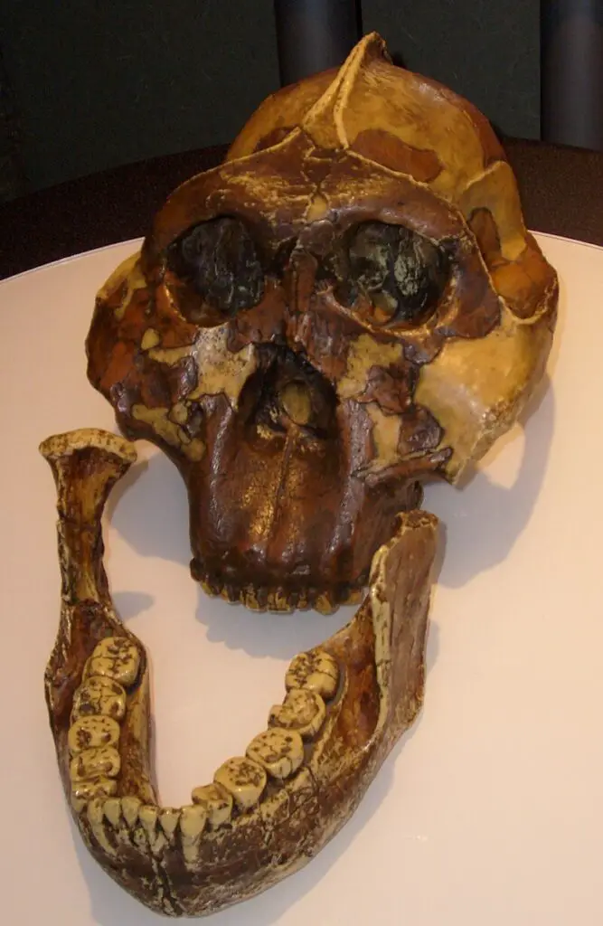 15 Evolutionary Milestones That Took Us From Goo to You