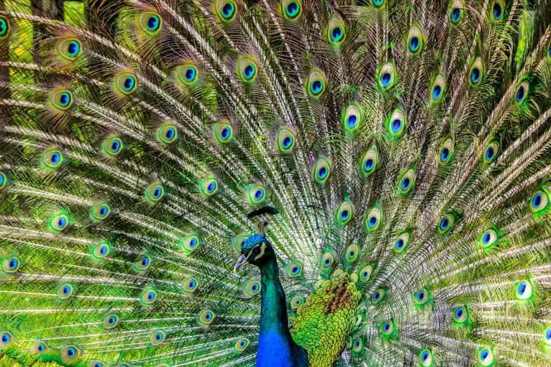 15 Species With the Strangest Mating Rituals—Explained by Science