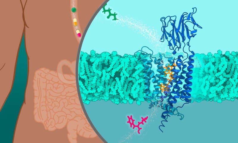 The Gut Health Revolution: How Probiotics Work Differently in Younger and Older Bodies