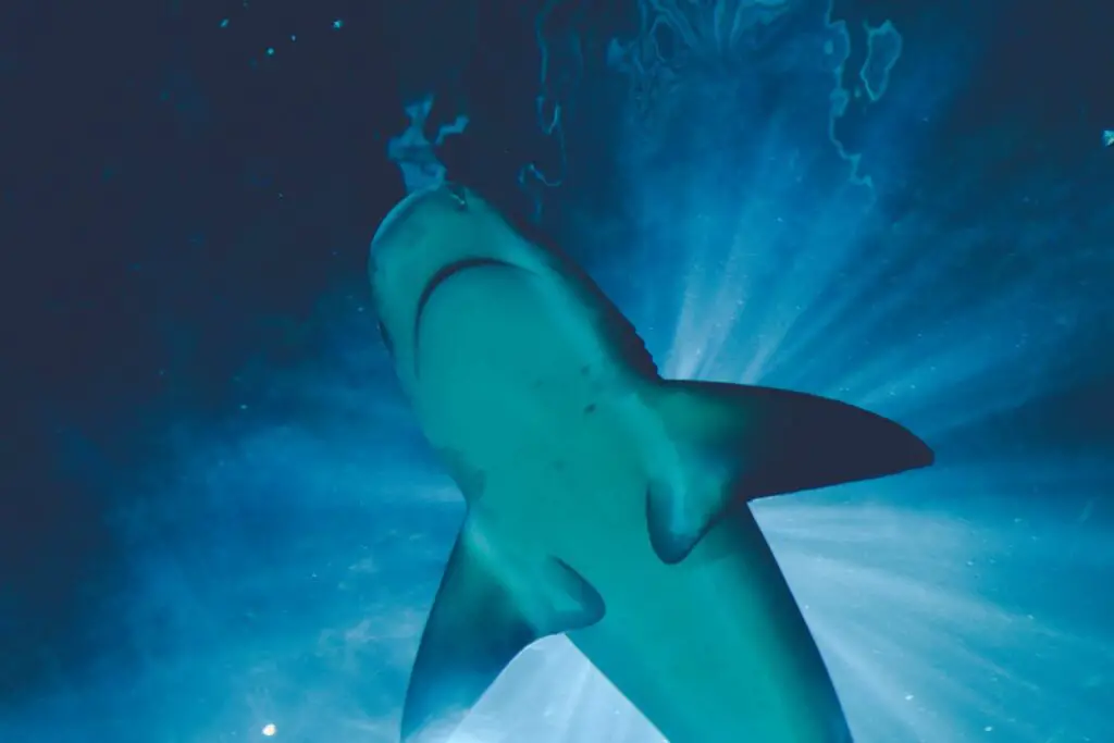 Greenland Sharks Can Live for 400 Years. Scientists Are Using DNA to Unravel Their Longevity Secrets