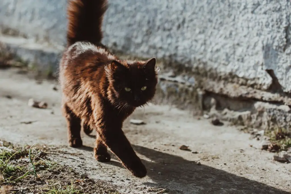 The Science Behind Why Cats Purr: Understanding Your Feline’s Communication