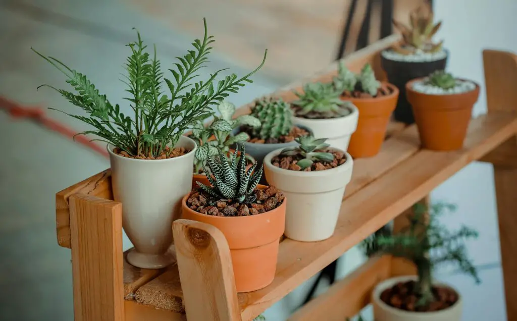 The Scientists Who Tried to Talk to Plants—And Thought They Talked Back: 15 Bizarre Botanical Experiments