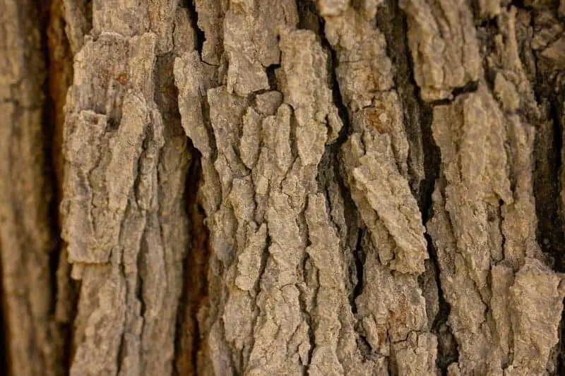 The Climate Solution Hiding in Plain Sight: Trees That Eat CO2 and Poop Out Rocks