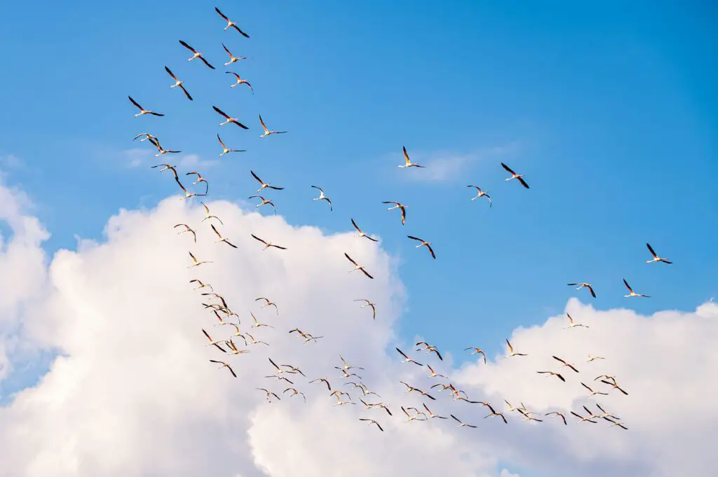 The Quantum Spies: How Birds Use Physics That Einstein Called ‘Spooky’