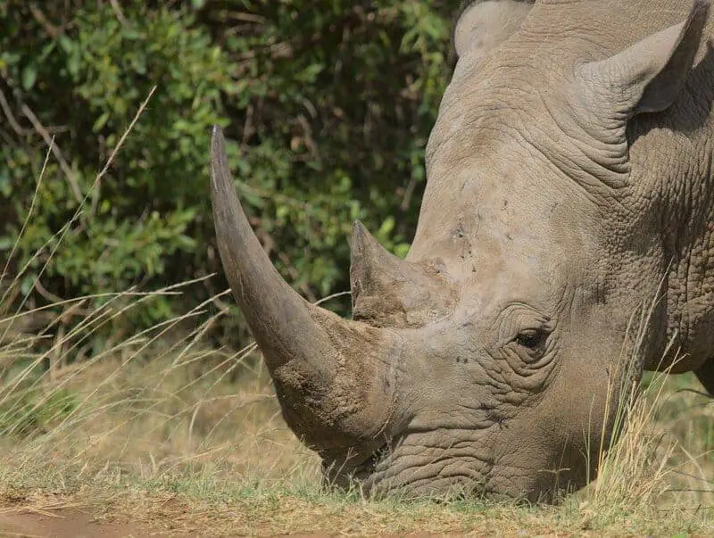 20 Animals That Are Close To Going Extinct