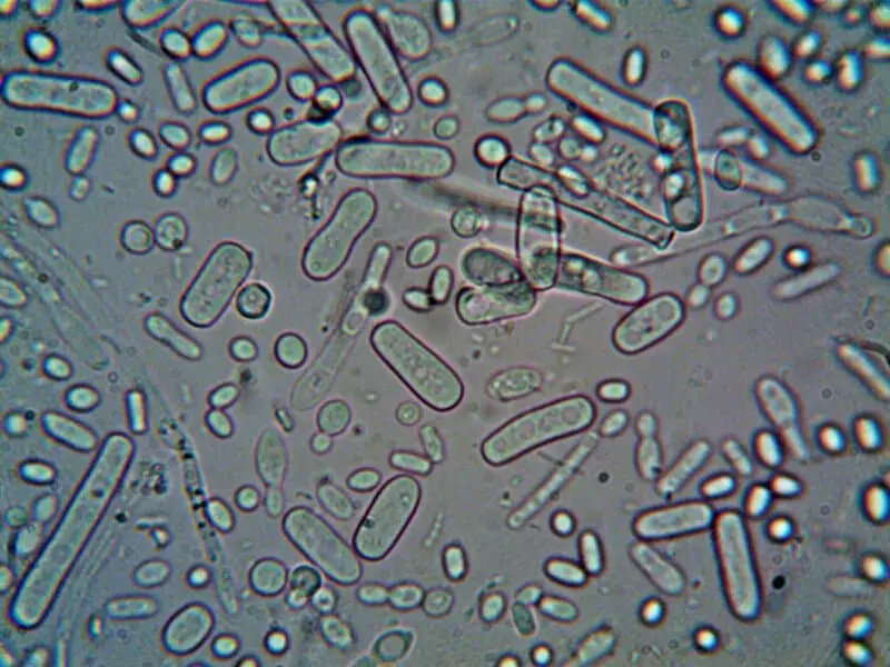 15 Experiments Bringing Us Closer to Creating Life From Scratch