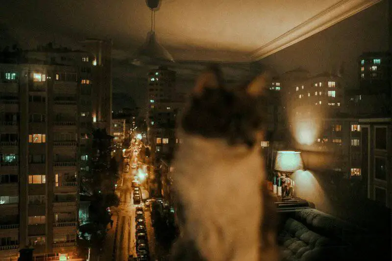 Indoor vs. Outdoor Cats: 23 Things to Know Before You Make a Decision