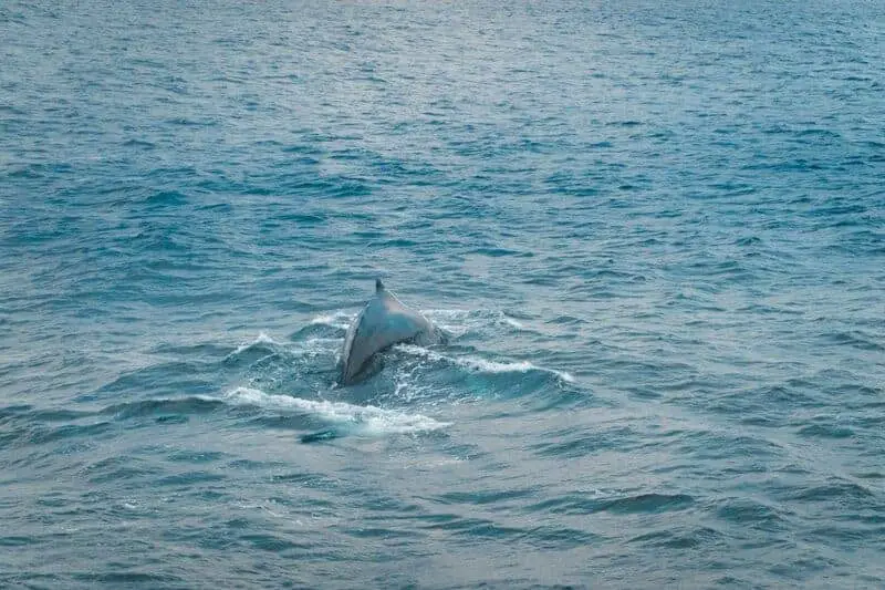 The Ocean’s Missing Sound: Why Whales Can’t Hear Each Other Anymore