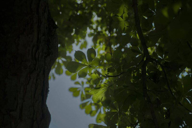 Why Forests Around the World Are Suddenly Glowing at Night