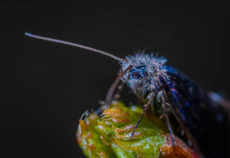 Scientists Just Discovered Blue Ants- and They Are Incredibly Rare