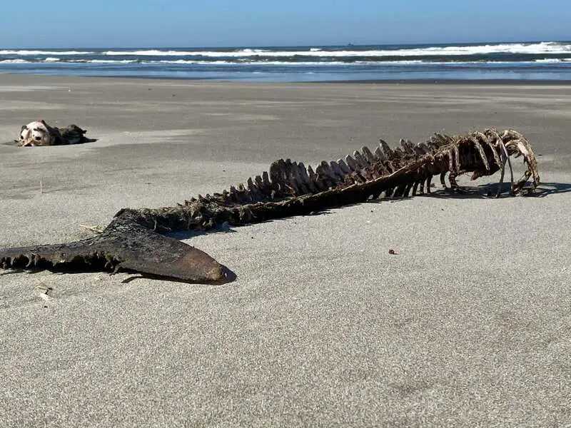 Bone-Eating Worms Have Been Cleaning Ocean Floors for Over 100 Million Years