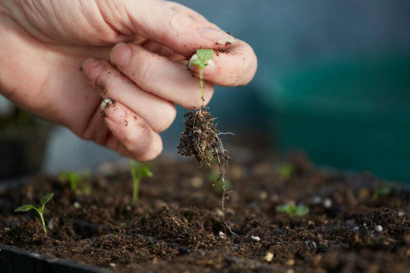 Plants Are Screaming When You Cut Them—We Just Couldn’t Hear It