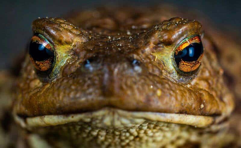 The Zombie Makers: Meet the Parasites That Control Animal Minds