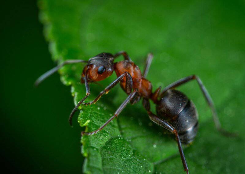 Scientists Just Discovered Blue Ants- and They Are Incredibly Rare