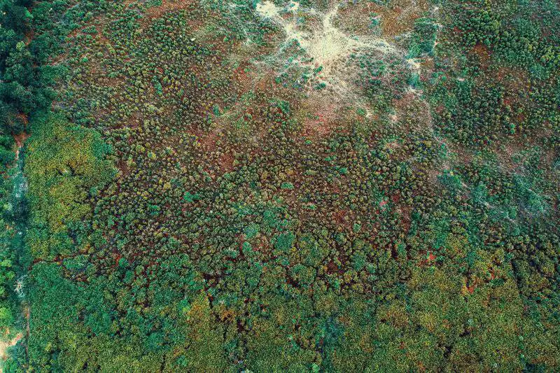 Scientists Just Discovered Blue Ants- and They Are Incredibly Rare