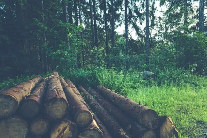 Forest Apocalypse: Why 2025’s Deforestation Crisis Threatens Human Civilization