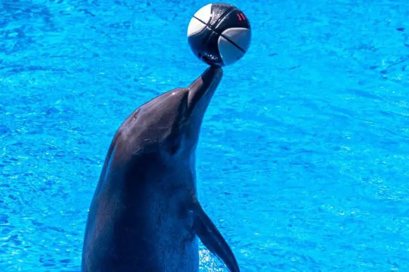 Dolphins Have Secret Names—And They Remember Them for Their Entire Lives