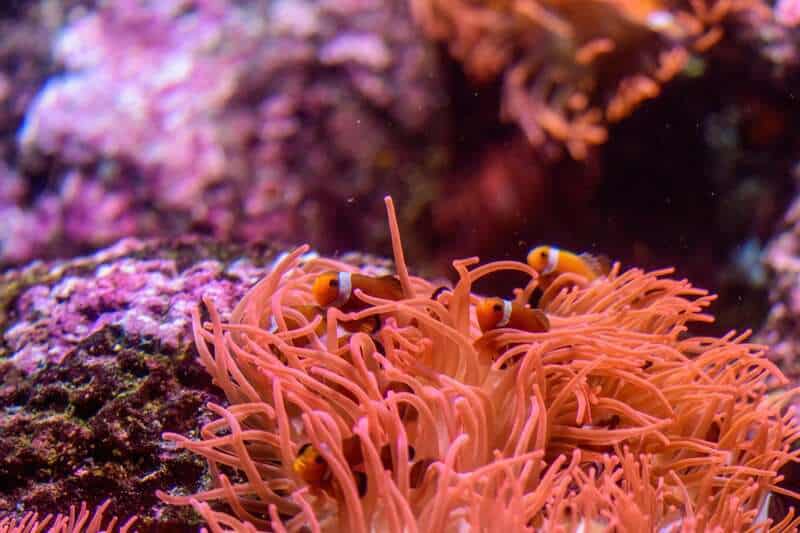 600-Million-Year-Old Body Symmetry Mechanism Found in Sea Anemones