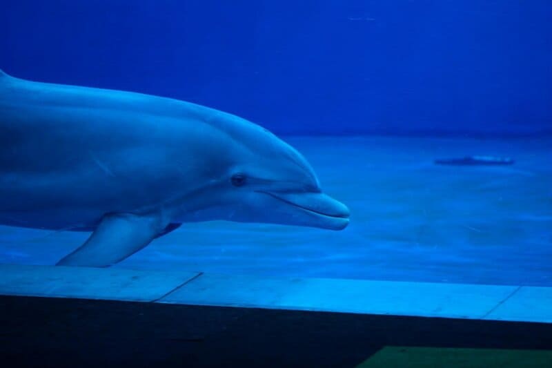 Dolphins Have Secret Names—And They Remember Them for Their Entire Lives