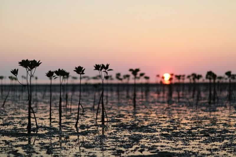15 Ways Scientists Are Tackling the Climate Crisis Right Now