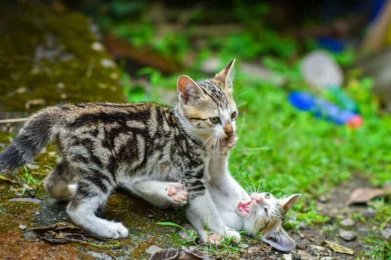 Indoor vs. Outdoor Cats: 23 Things to Know Before You Make a Decision