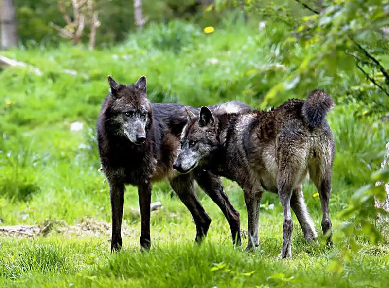 Why Scientists Are Officially Debunking the “Alpha Wolf” Theory—And What It Means for Leadership