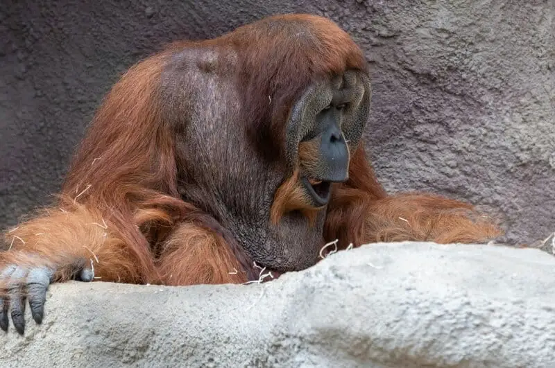 The Mirror Test Results: 23 Animals That Actually Recognize Themselves