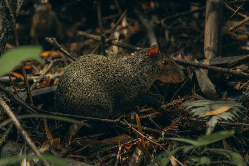 27 New Species Found in Peru’s ‘Human-Dominated’ Rainforest