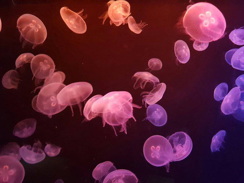 15 Times Nature Defied Science