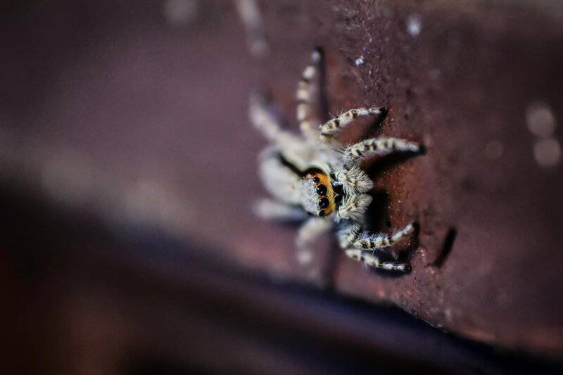 30 Animals Whose Building Skills Rival Human Engineers