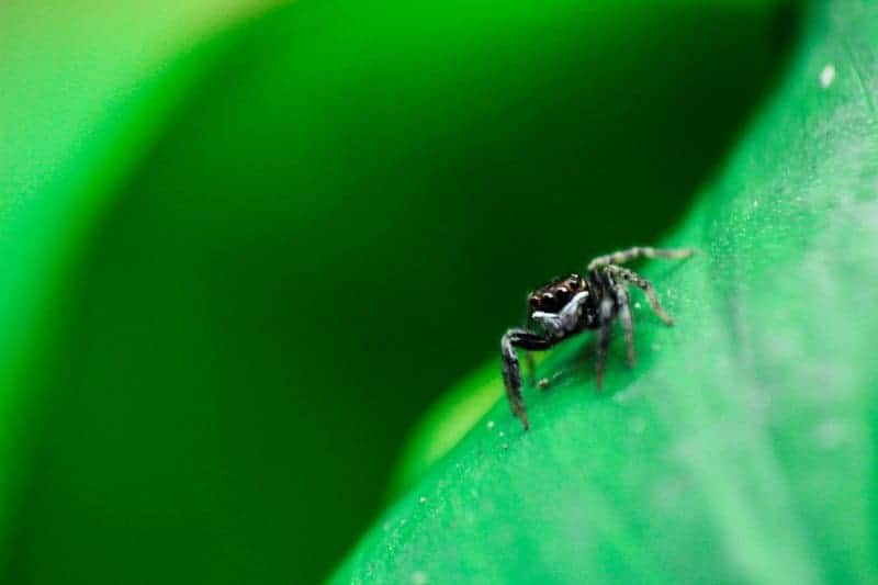 27 New Species Found in Peru’s ‘Human-Dominated’ Rainforest