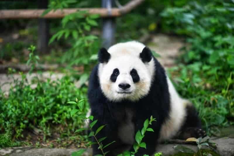 Giant Panda Stem Cells Could Save Endangered Species – Lab-Grown Conservation