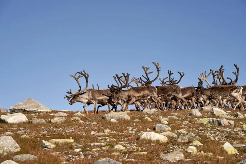 28 Animals With Built-In GPS That Puts Your Phone to Shame