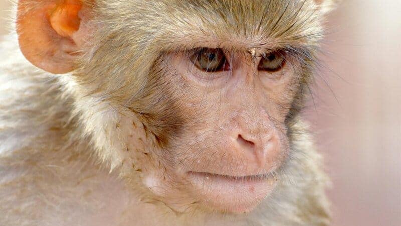 The Mirror Test Results: 23 Animals That Actually Recognize Themselves